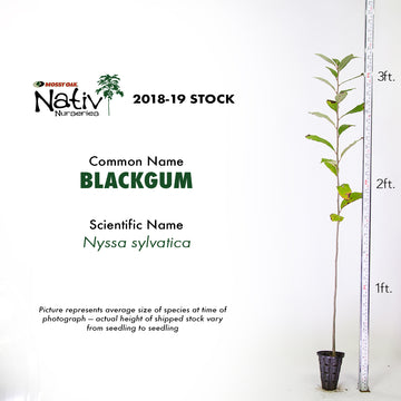 Image of a Blackgum seedling showcasing height.